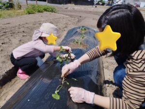 サツマイモの定植体験